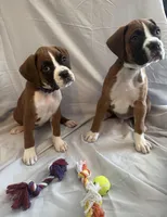 Nova Rain , a female Boxer for sale in Whitley City, KY – 6 of 10
