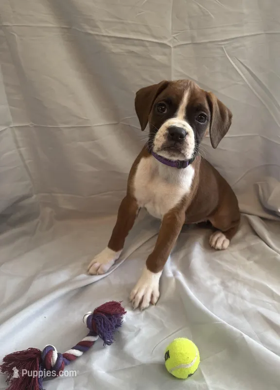 Nova Rain  – Boxer puppy for sale in Whitley City, KY