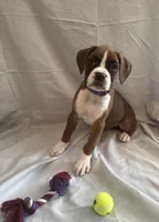 Nova Rain , a female Boxer for sale in Whitley City, KY – 1 of 10