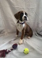 Nova Rain , a female Boxer for sale in Whitley City, KY – 4 of 10