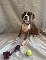 Nova Rain , a female Boxer for sale in Whitley City, KY – 5 of 10