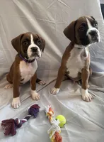 Nova Rain , a female Boxer for sale in Whitley City, KY – 7 of 10