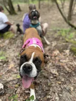 Nova Rain , a female Boxer for sale in Whitley City, KY – 9 of 10