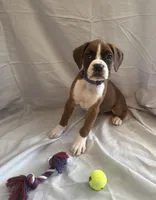 Nova Rain , a female Boxer for sale in Whitley City, KY – 3 of 10