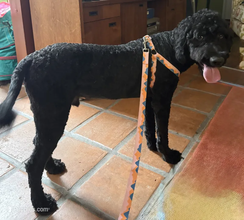Carson – Goldendoodle puppy for sale in Palm Springs, CA