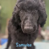 Samwise, a male Poodle - Standard  for sale in Palm Springs, CA – Photo 1 of 3