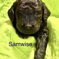 Samwise, a male Poodle - Standard  for sale in Palm Springs, CA – Photo 3 of 3