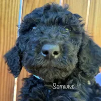 Samwise, a male Poodle - Standard  for sale in Palm Springs, CA – Photo 2 of 3