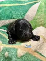 Coal, a male Goldendoodle for sale in Palm Springs, CA – Photo 4 of 5