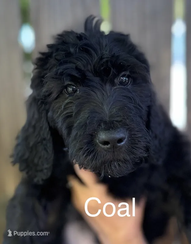 Coal