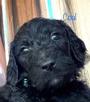 Coal, a male Goldendoodle for sale in Palm Springs, CA – Photo 3 of 5