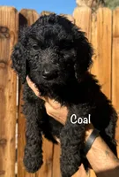 Coal, a male Goldendoodle for sale in Palm Springs, CA – Photo 2 of 5