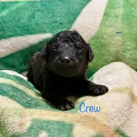 Crew, a male Goldendoodle for sale in Palm Springs, CA – Photo 4 of 5