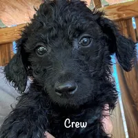 Crew, a male Goldendoodle for sale in Palm Springs, CA – Photo 2 of 5