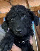 Crew, a male Goldendoodle for sale in Palm Springs, CA – Photo 2 of 5