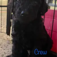 Crew, a male Goldendoodle for sale in Palm Springs, CA – Photo 3 of 5