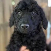 Crew, a male Goldendoodle for sale in Palm Springs, CA – Photo 1 of 5