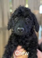 Crew, a male Goldendoodle for sale in Palm Springs, CA – Photo 1 of 5