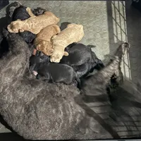 Crew, a male Goldendoodle for sale in Palm Springs, CA – Photo 5 of 5