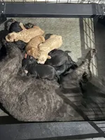 Crew, a male Goldendoodle for sale in Palm Springs, CA – Photo 5 of 5