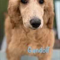 Gandolf, a male Poodle - Standard  for sale in Palm Springs, CA – Photo 1 of 3