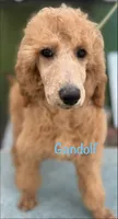 Gandolf, a male Poodle - Standard  for sale in Palm Springs, CA – Photo 1 of 3