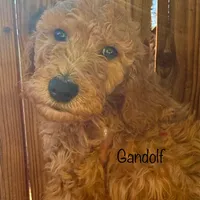 Gandolf, a male Poodle - Standard  for sale in Palm Springs, CA – Photo 2 of 3