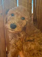 Gandolf, a male Poodle - Standard  for sale in Palm Springs, CA – Photo 2 of 3
