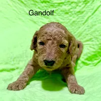 Gandolf, a male Poodle - Standard  for sale in Palm Springs, CA – Photo 3 of 3