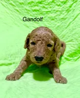 Gandolf, a male Poodle - Standard  for sale in Palm Springs, CA – Photo 3 of 3