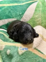 Carter, a male Goldendoodle for sale in Palm Springs, CA – Photo 4 of 5