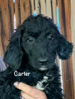 Carter, a male Goldendoodle for sale in Palm Springs, CA – Photo 2 of 5