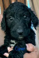 Carter, a male Goldendoodle for sale in Palm Springs, CA – Photo 3 of 5