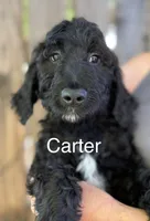 Carter, a male Goldendoodle for sale in Palm Springs, CA – Photo 1 of 5