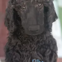 Bilbo, a male Poodle - Standard  for sale in Palm Springs, CA – Photo 1 of 3