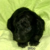 Bilbo, a male Poodle - Standard  for sale in Palm Springs, CA – Photo 3 of 3