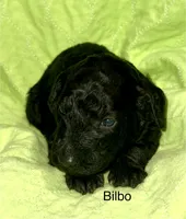 Bilbo, a male Poodle - Standard  for sale in Palm Springs, CA – Photo 3 of 3
