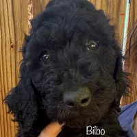 Bilbo, a male Poodle - Standard  for sale in Palm Springs, CA – Photo 2 of 3