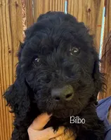 Bilbo, a male Poodle - Standard  for sale in Palm Springs, CA – Photo 2 of 3