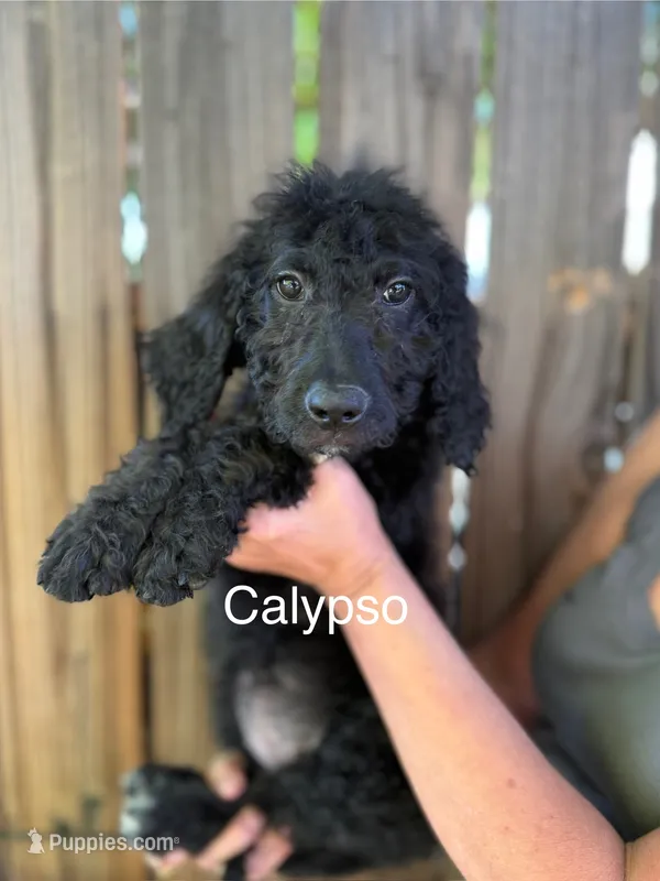 Calypso