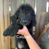 Calypso, a female Goldendoodle for sale in Palm Springs, CA – Photo 1 of 5