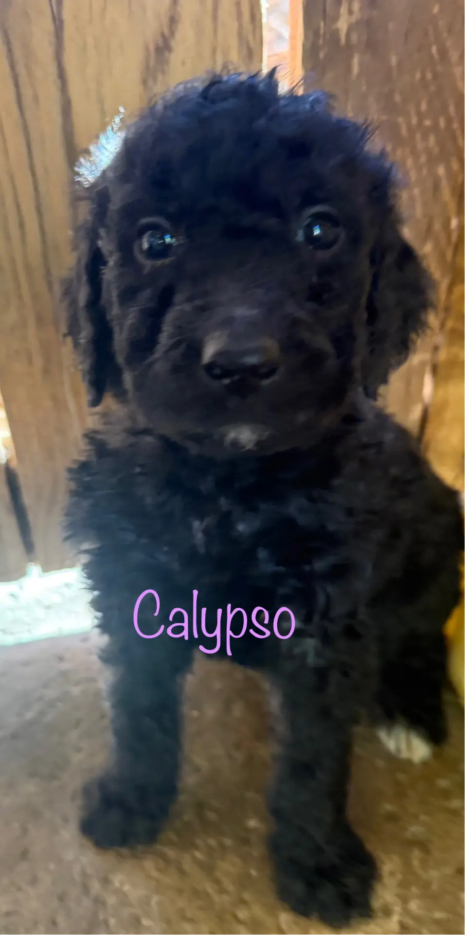 Calypso, a female Goldendoodle for sale in Palm Springs, CA – Photo 3 of 5