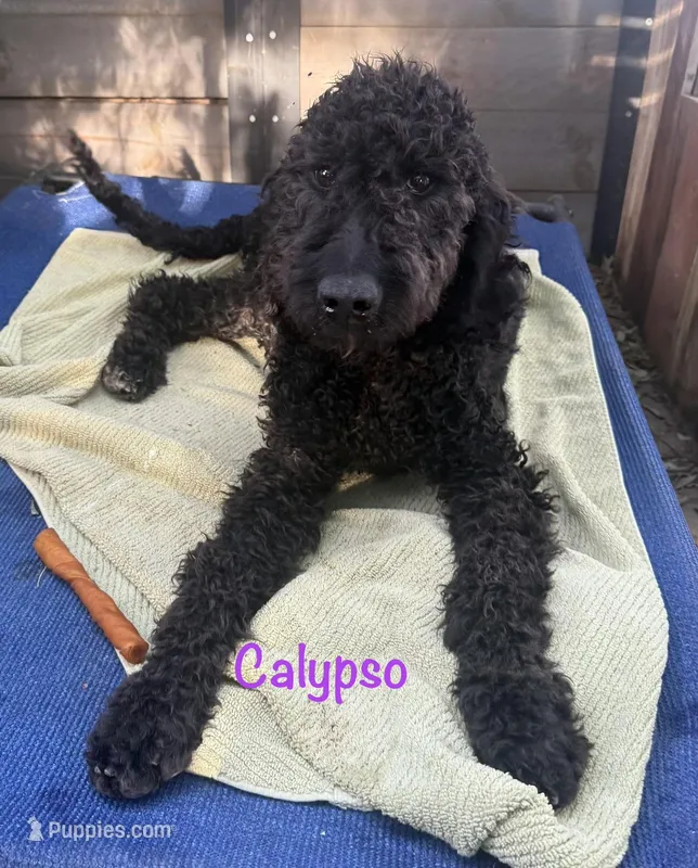 Calypso – Goldendoodle puppy for sale in Palm Springs, CA