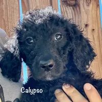 Calypso, a female Goldendoodle for sale in Palm Springs, CA – Photo 3 of 5
