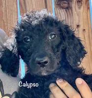 Calypso, a female Goldendoodle for sale in Palm Springs, CA – Photo 2 of 5