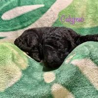 Calypso, a female Goldendoodle for sale in Palm Springs, CA – Photo 2 of 5