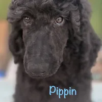 Pipin, a male Poodle - Standard  for sale in Palm Springs, CA – Photo 1 of 3