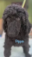 Pipin, a male Poodle - Standard  for sale in Palm Springs, CA – Photo 1 of 3
