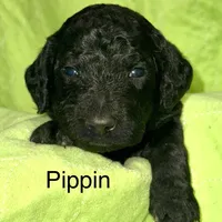 Pipin, a male Poodle - Standard  for sale in Palm Springs, CA – Photo 3 of 3