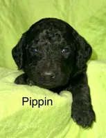 Pipin, a male Poodle - Standard  for sale in Palm Springs, CA – Photo 3 of 3